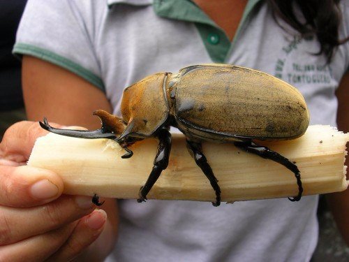 Породы жуков в Бредах | ЗооТом портал о животных