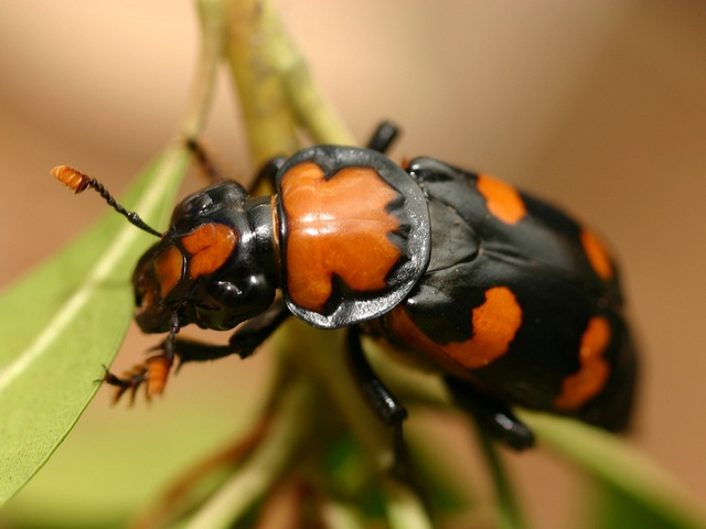 Все о жуках в Бредах | ЗооТом портал о животных