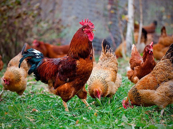 Породы куриц | ЗооТом - продажа, вязка и услуги для животных в Бредах