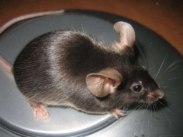 Все о мышах в Бредах | ЗооТом - продажа, вязка и услуги для животных в Бредах