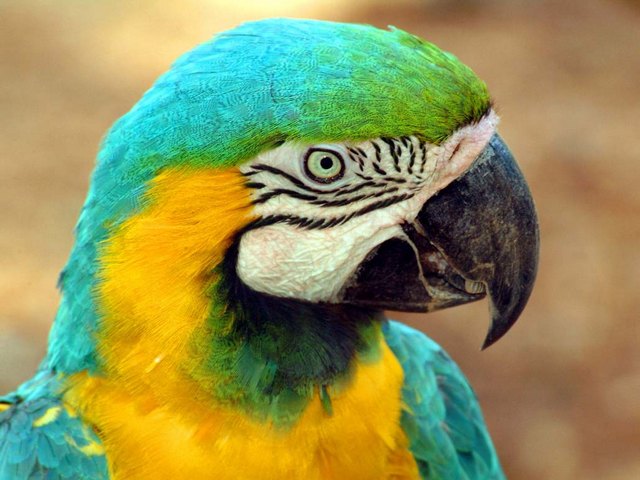 Все о попугаях в Бредах | ЗооТом портал о животных