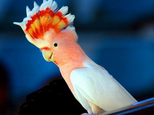 Породы попугаев | ЗооТом - продажа, вязка и услуги для животных в Бредах