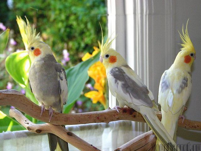 Содержание попугаев и уход за ними | ЗооТом - продажа, вязка и услуги для животных в Бредах