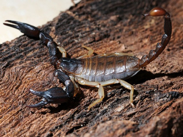 Породы скорпионов в Бредах | ЗооТом портал о животных