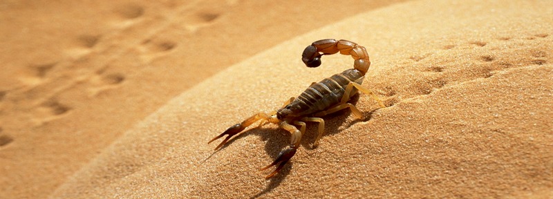 Все о скорпионах в Бредах | ЗооТом портал о животных