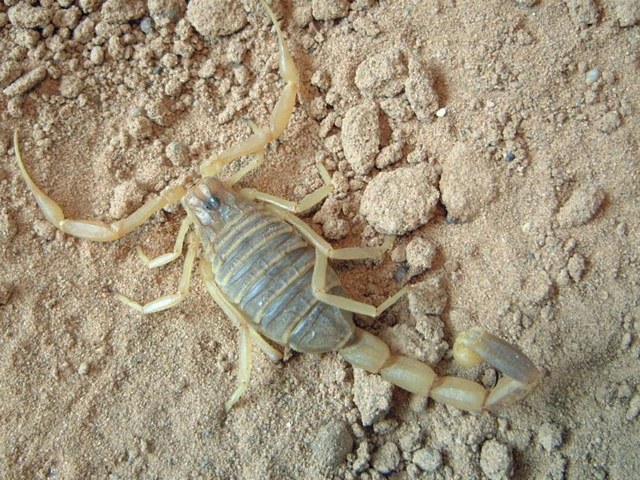 Содержание скорпионов и уход за ними в Бредах | ЗооТом портал о животных