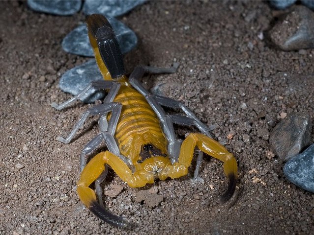 Содержание скорпионов и уход за ними в Бредах | ЗооТом портал о животных