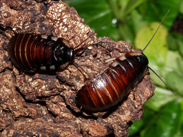 Породы тараканов в Бредах | ЗооТом портал о животных