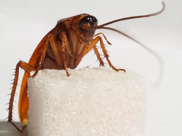 Все о тараканах в Бредах | ЗооТом портал о животных