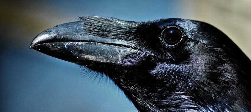 Все о воронах в Бредах | ЗооТом портал о животных