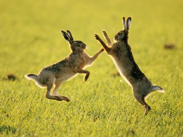 Породы зайцев | ЗооТом - продажа, вязка и услуги для животных в Бредах