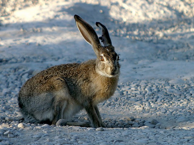 Породы зайцев | ЗооТом - продажа, вязка и услуги для животных в Бредах