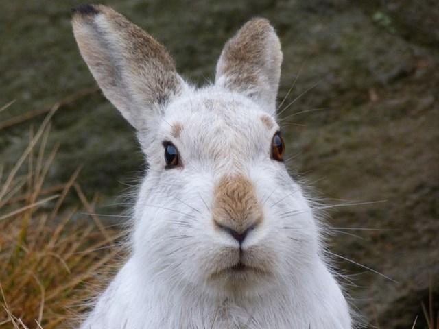 Содержание зайцев и уход за ними | ЗооТом - продажа, вязка и услуги для животных в Бредах