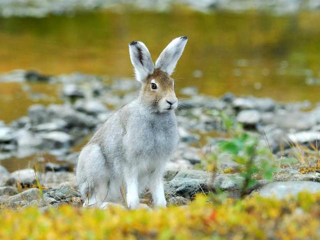 Содержание зайцев и уход за ними | ЗооТом - продажа, вязка и услуги для животных в Бредах