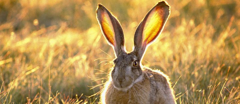 Все о зайцах | ЗооТом - продажа, вязка и услуги для животных в Бредах