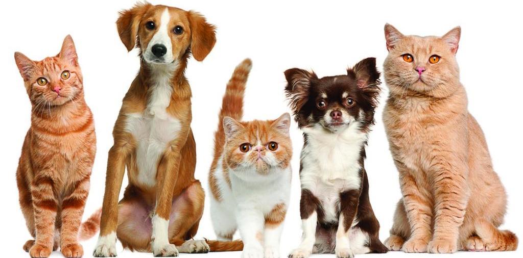 Доска объявлений о животных | ЗооТом - продажа, вязка и услуги для животных в Бредах