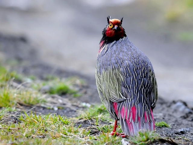 Все о фазанах в Бредах | ЗооТом портал о животных