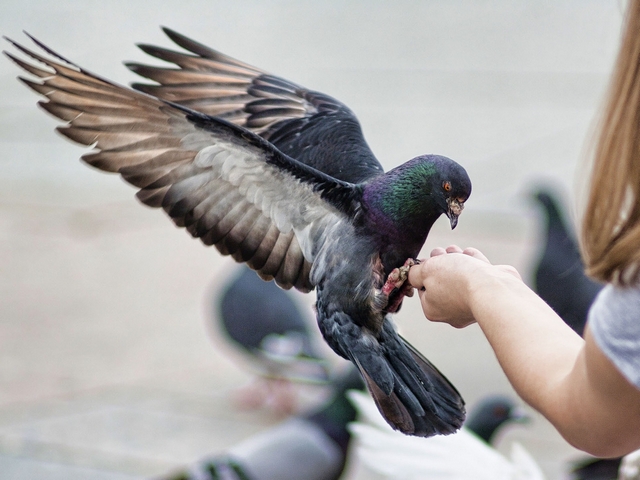 Все о голубях | ЗооТом - продажа, вязка и услуги для животных в Бредах
