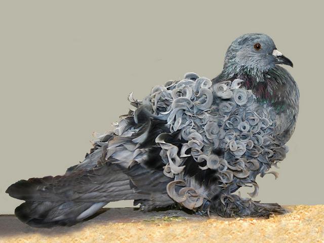 Породы голубей | ЗооТом - продажа, вязка и услуги для животных в Бредах