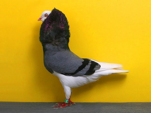 Породы голубей | ЗооТом - продажа, вязка и услуги для животных в Бредах
