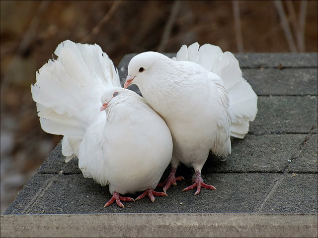 Содержание голубей и уход за ними в Бредах