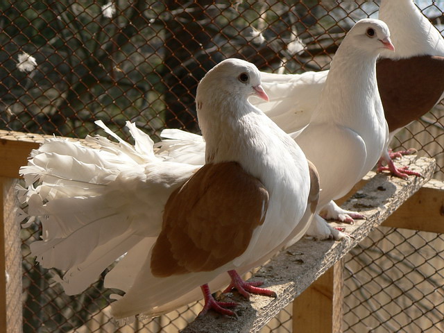 Содержание голубей и уход за ними в Бредах