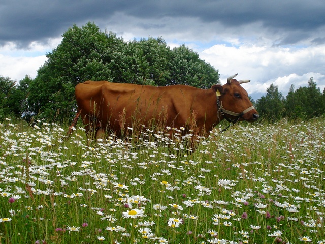 Все о коровах в Бредах | ЗооТом портал о животных