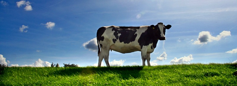 Все о коровах в Бредах | ЗооТом портал о животных