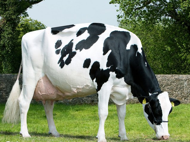 Породы коров в Бредах | ЗооТом портал о животных