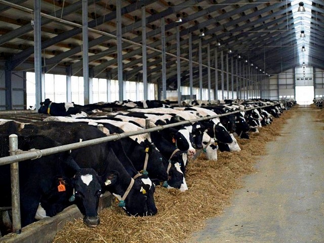 Содержание коров и уход за ними в Бредах | ЗооТом портал о животных