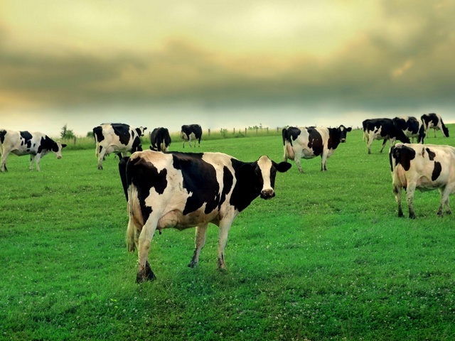 Содержание коров и уход за ними в Бредах | ЗооТом портал о животных