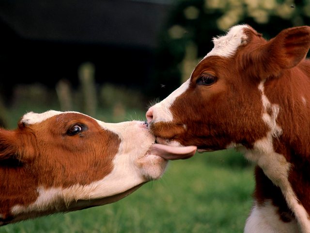 Статьи о коровах в Бредах | ЗооТом портал о животных