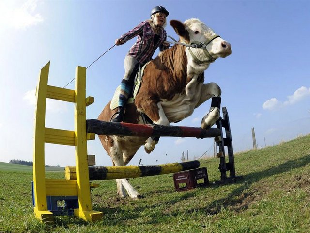 Статьи о коровах в Бредах | ЗооТом портал о животных