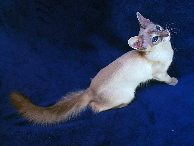 Выведенные породы кошек в Бредах | ЗооТом портал о животных