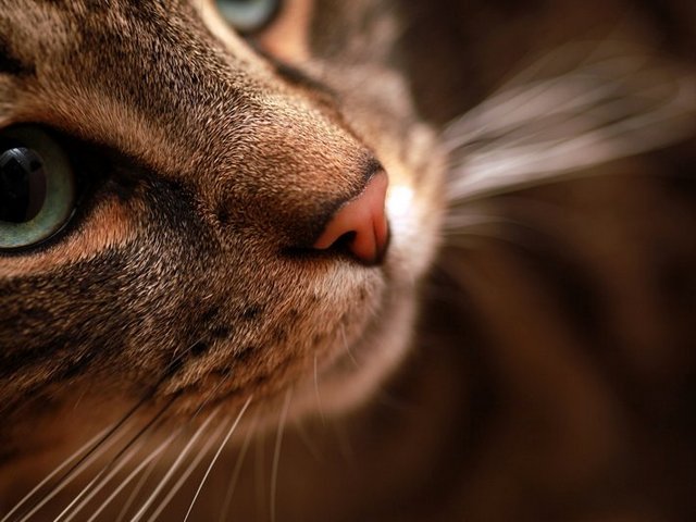 Статьи о кошках в Бредах | ЗооТом портал о животных