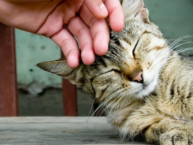 Интересные статьи о кошках в Бредах | ЗооТом портал о животных