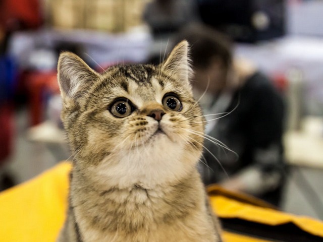 Выставки кошек в Бредах | ЗооТом портал о животных