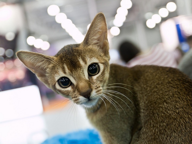 Выставки кошек в Бредах | ЗооТом портал о животных