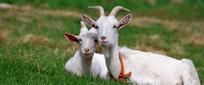 Все о козах в Бредах | ЗооТом портал о животных