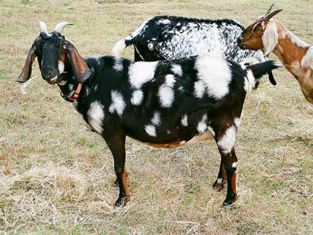 Породы коз в Бредах | ЗооТом портал о животных