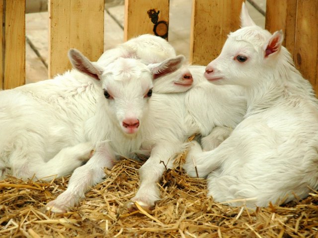 Содержание коз и уход за ними в Бредах | ЗооТом портал о животных
