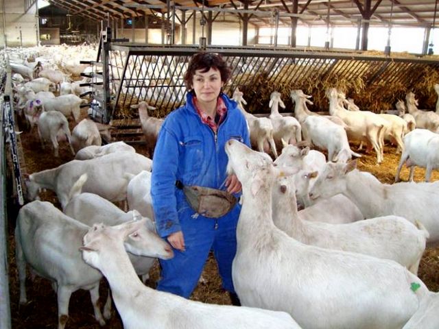 Содержание коз и уход за ними в Бредах | ЗооТом портал о животных