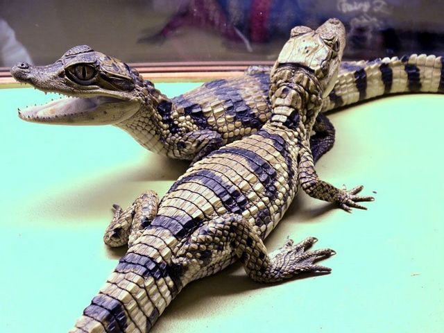 Все о крокодилах в Бредах | ЗооТом портал о животных