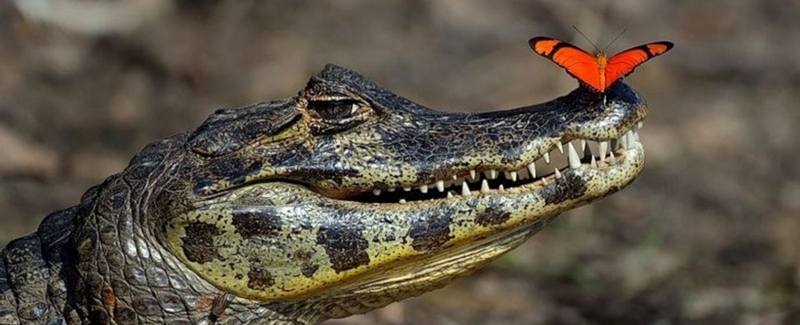 Все о крокодилах в Бредах | ЗооТом портал о животных