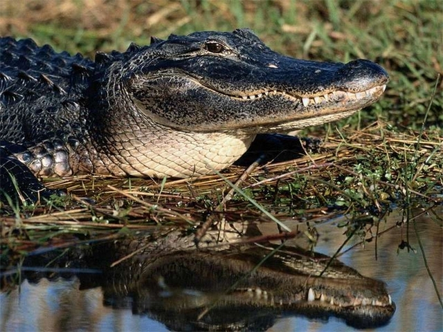 Породы крокодилов в Бредах | ЗооТом портал о животных