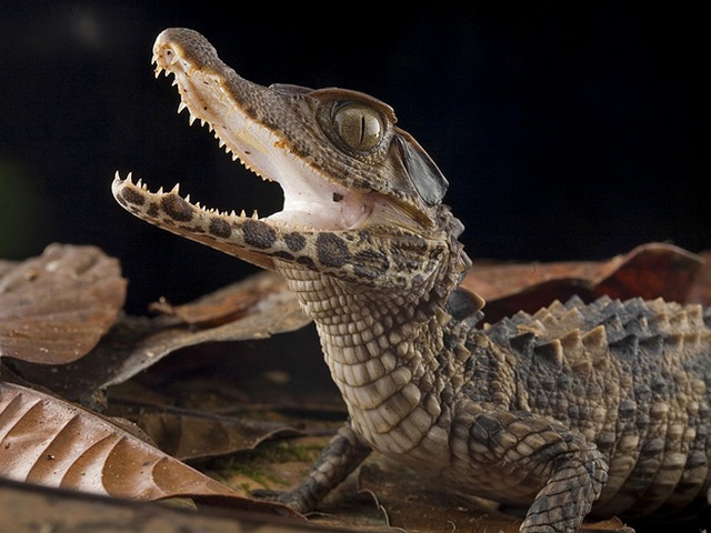 Содержание крокодилов и уход за ними в Бредах | ЗооТом портал о животных