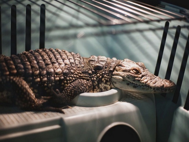 Содержание крокодилов и уход за ними в Бредах | ЗооТом портал о животных