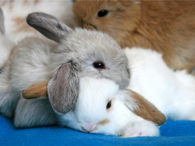 Статьи о кроликах в Бредах | ЗооТом портал о животных