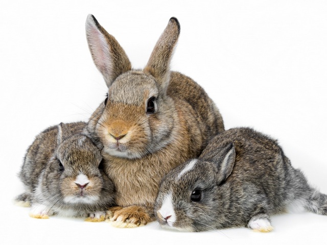 Все о кроликах в Бредах | ЗооТом портал о животных
