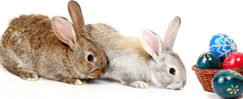 Все о кроликах в Бредах | ЗооТом портал о животных
